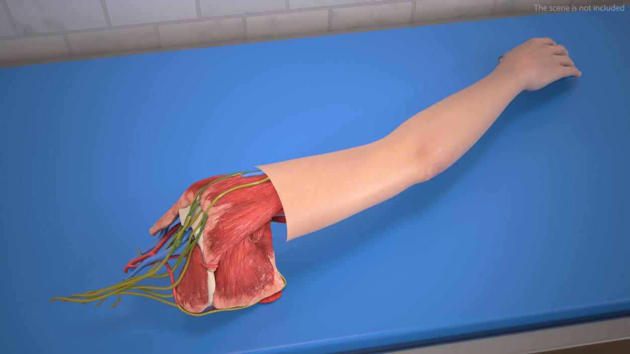 3D Arm Skin and Anatomy Asian Female model