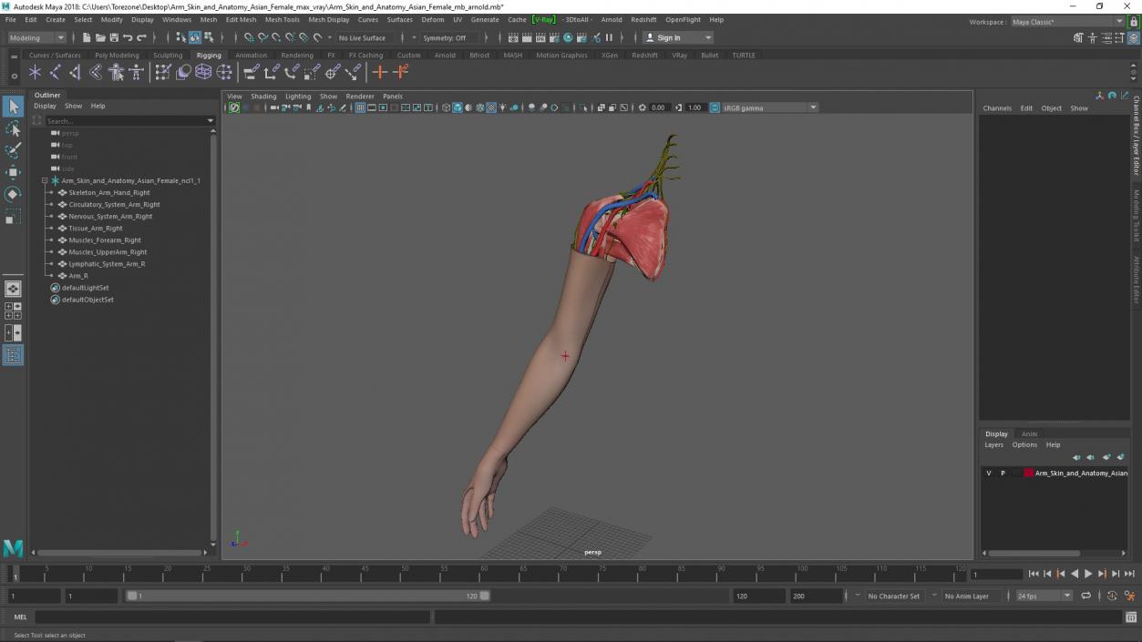 3D Arm Skin and Anatomy Asian Female model