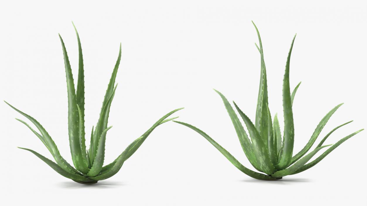 Aloe Bush 3D model