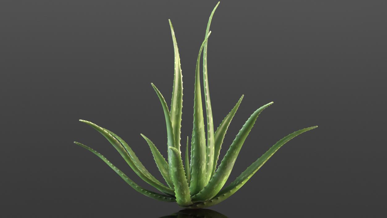 Aloe Bush 3D model