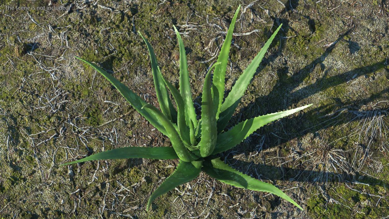 Aloe Bush 3D model