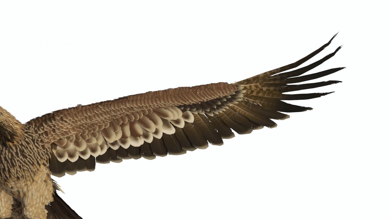 3D Aquila Heliaca Flying