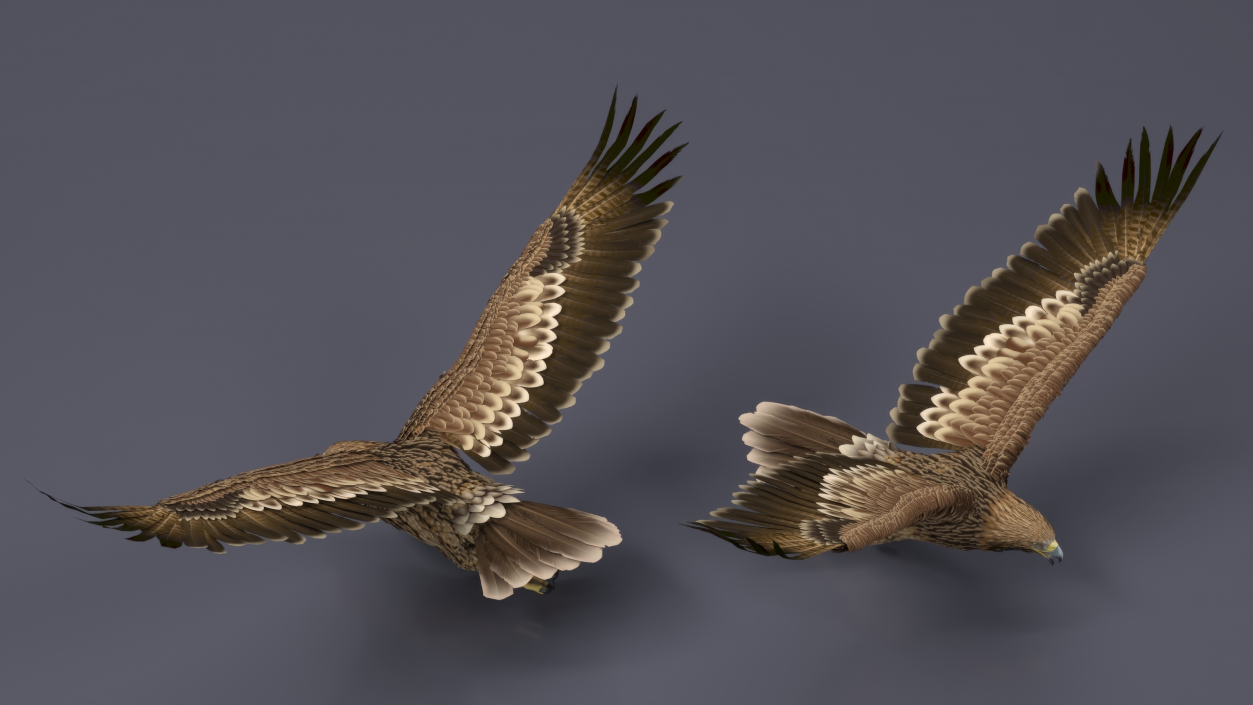 3D Aquila Heliaca Flying