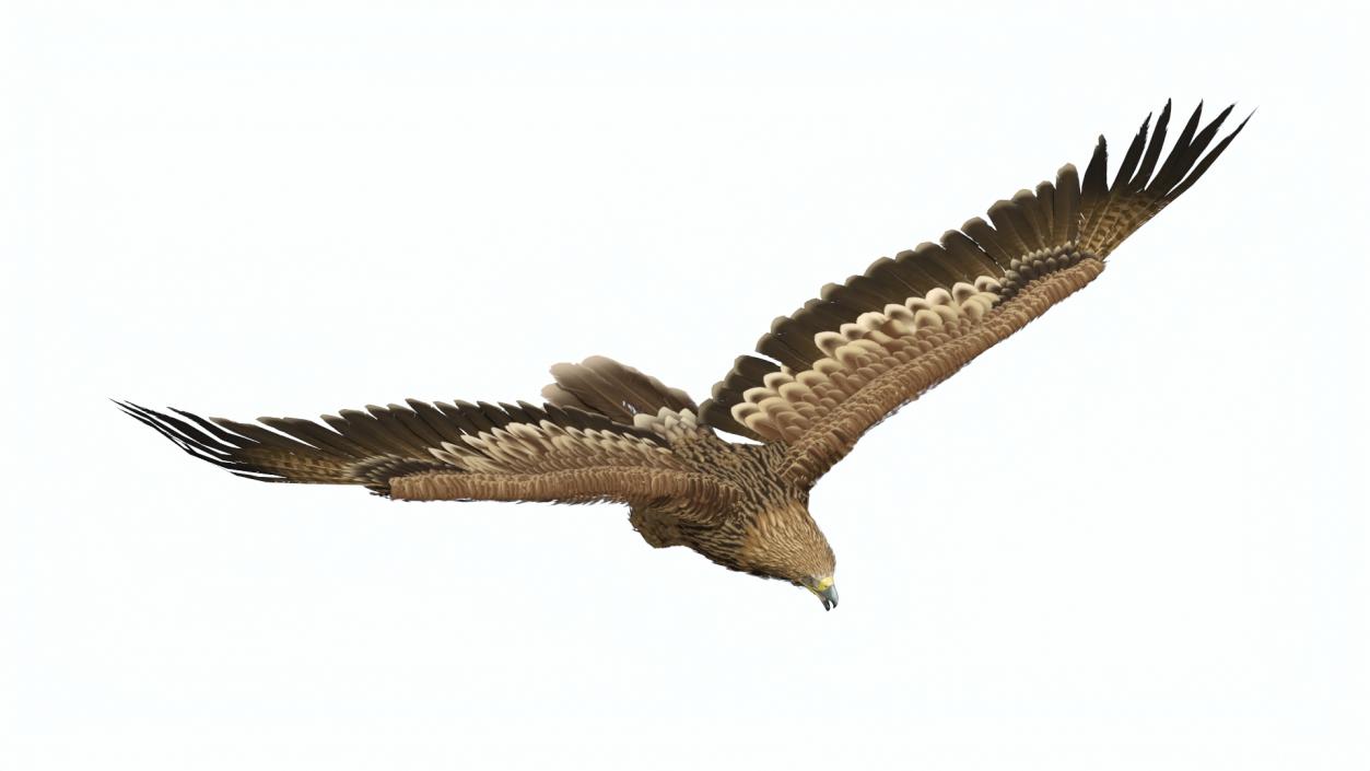 3D Aquila Heliaca Flying