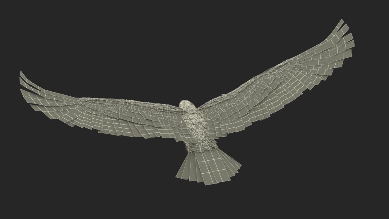 3D Aquila Heliaca Flying