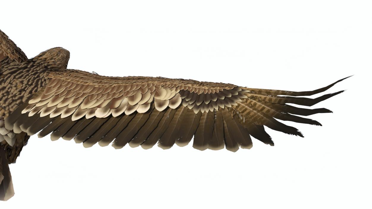 3D Aquila Heliaca Flying