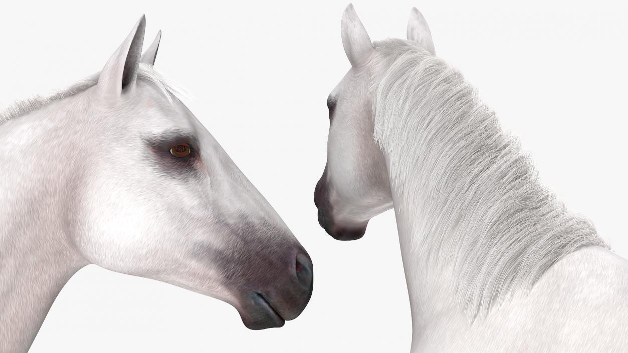 3D model White Horse Fur