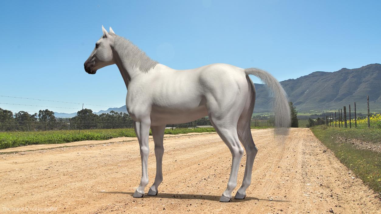 3D model White Horse Fur