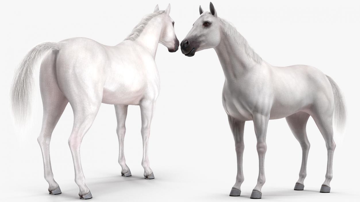 3D model White Horse Fur