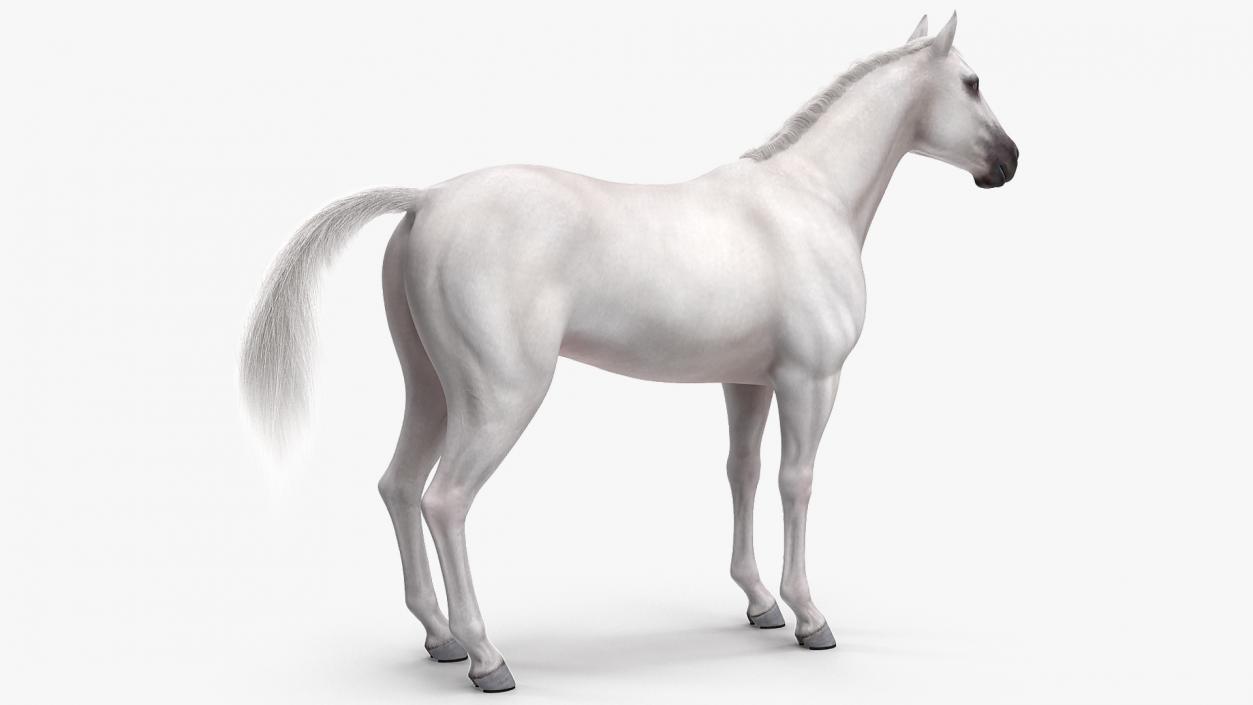 3D model White Horse Fur