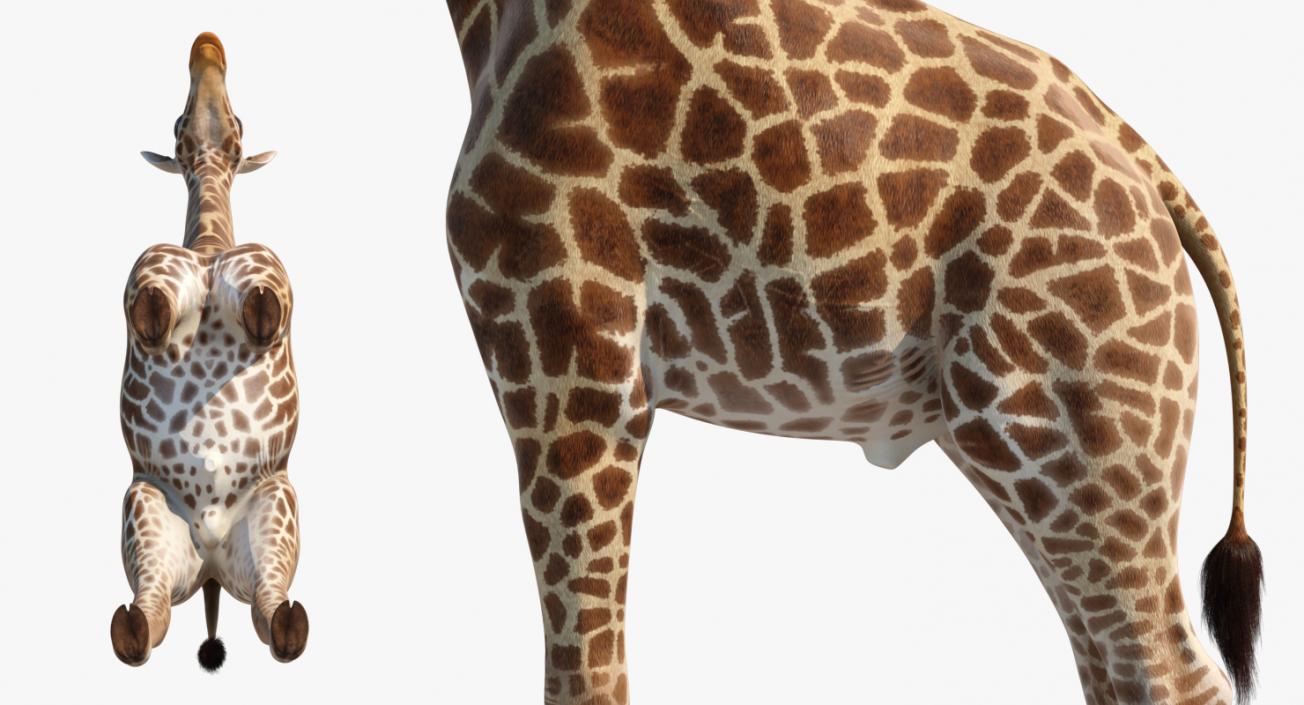 African Giraffe Fur 3D model