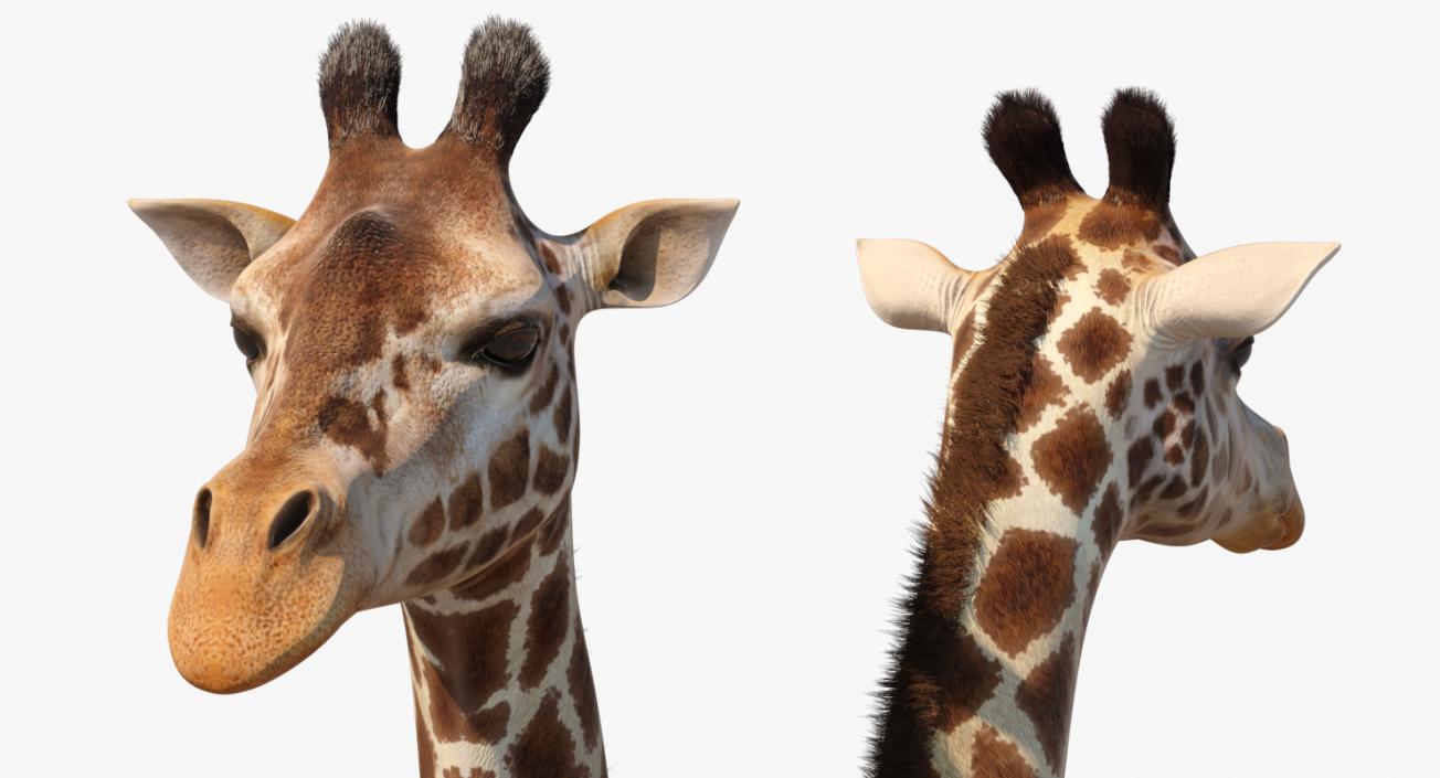 African Giraffe Fur 3D model