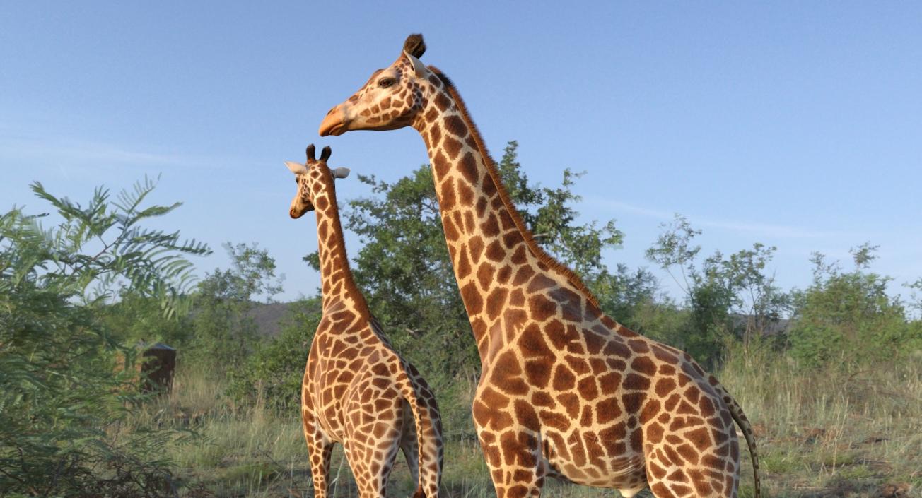 African Giraffe Fur 3D model