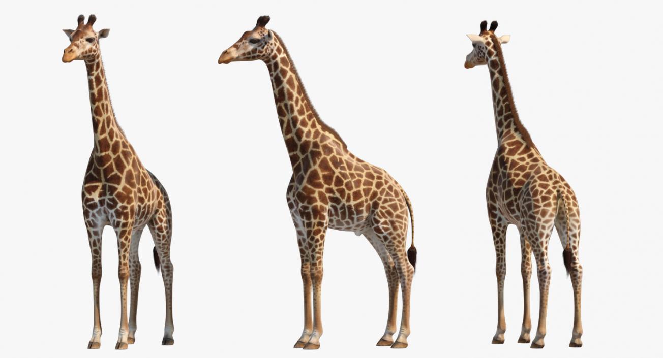 African Giraffe Fur 3D model