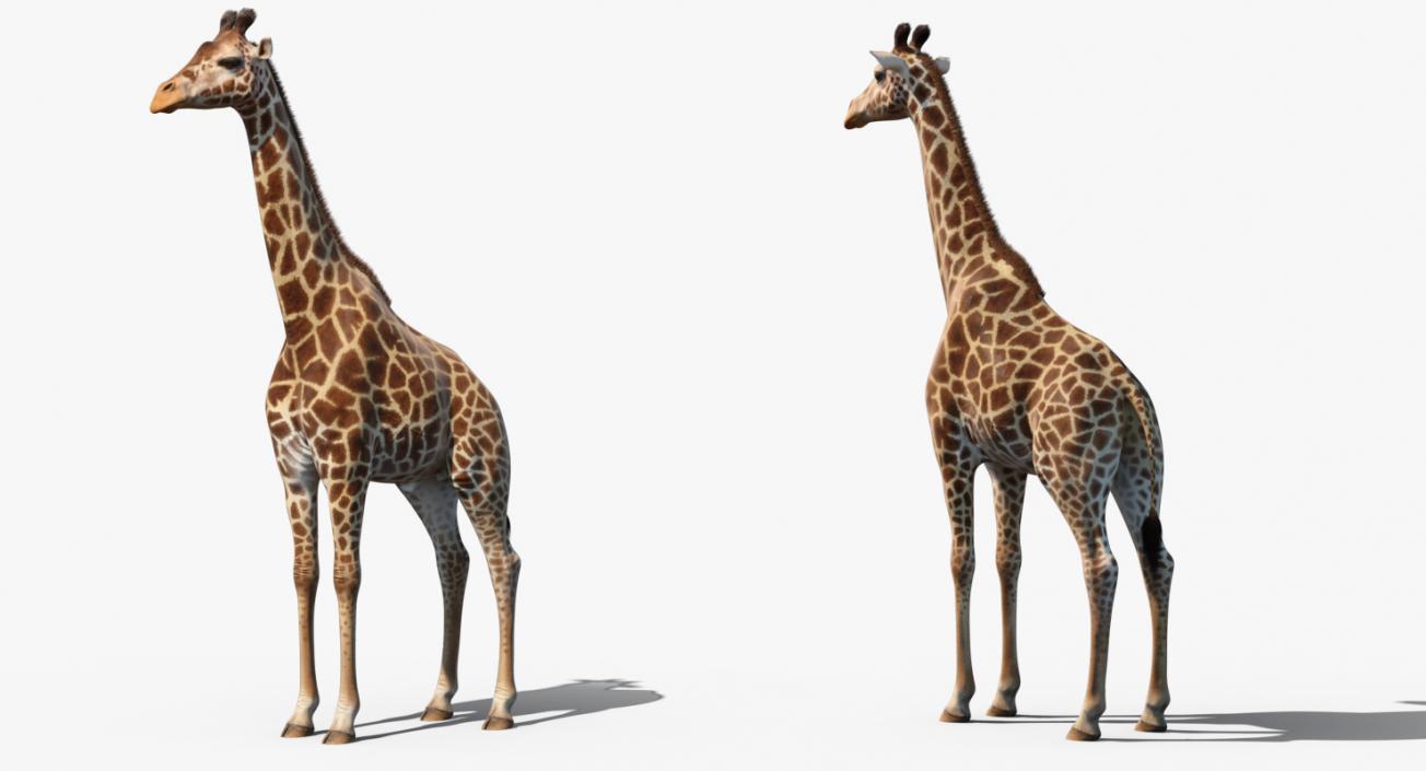 African Giraffe Fur 3D model