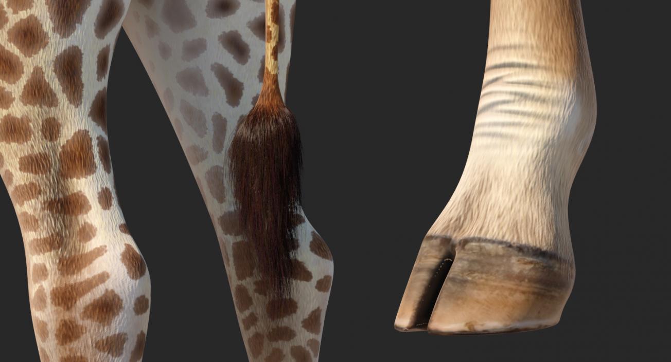 African Giraffe Fur 3D model