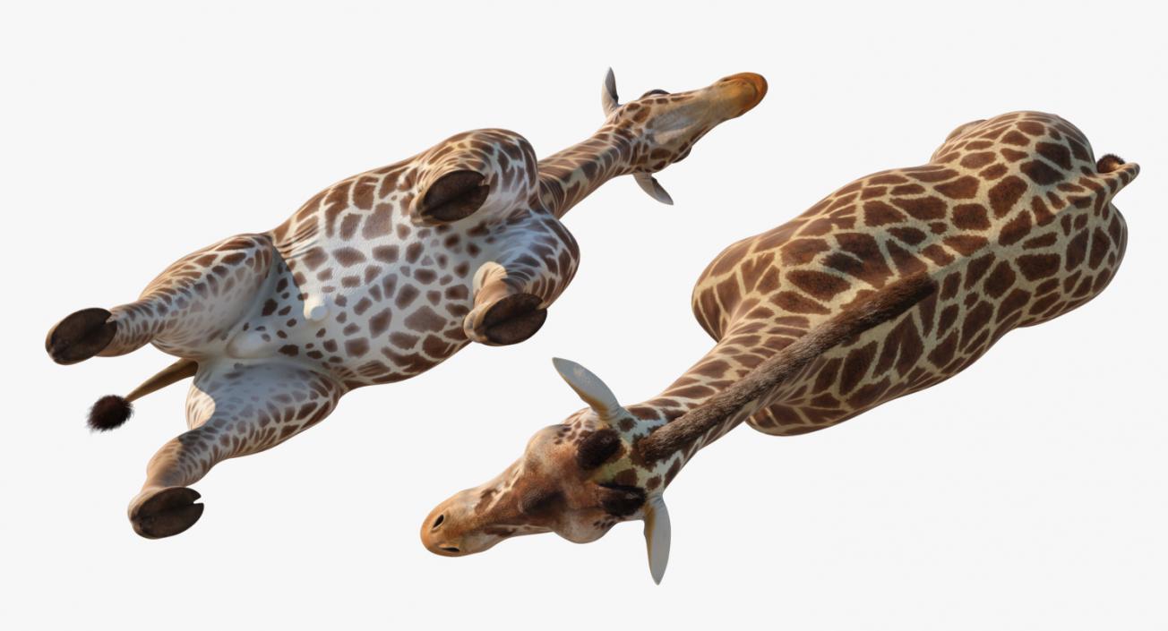 African Giraffe Fur 3D model