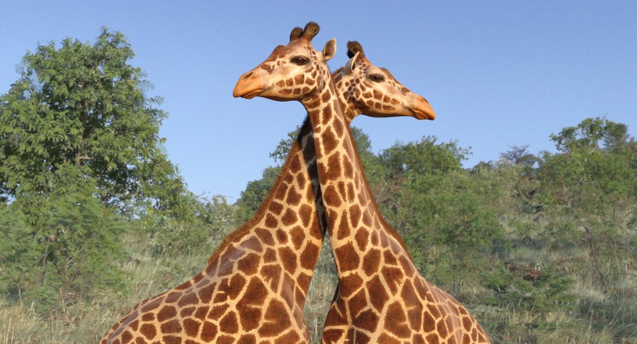 African Giraffe Fur 3D model