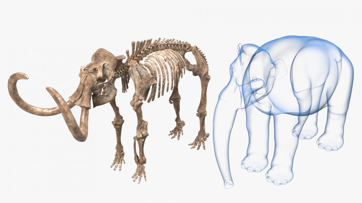 Adult Mammoth Old Skeleton Shell 3D