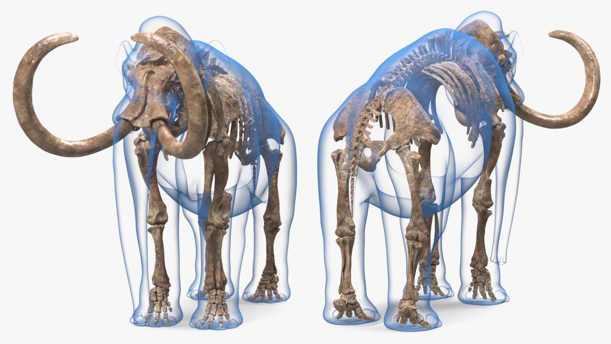 Adult Mammoth Old Skeleton Shell 3D