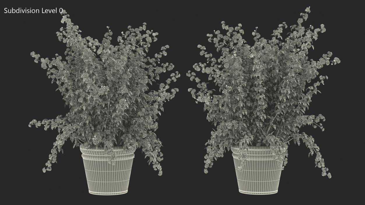 Japanese Kerria in Flower Pot 3D model