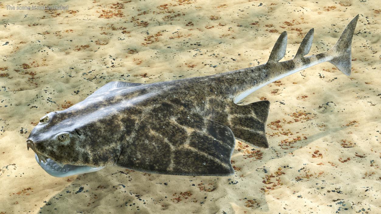 Angel Shark Rigged for Maya 3D