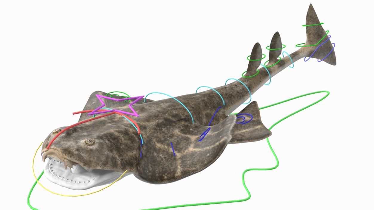 Angel Shark Rigged for Maya 3D