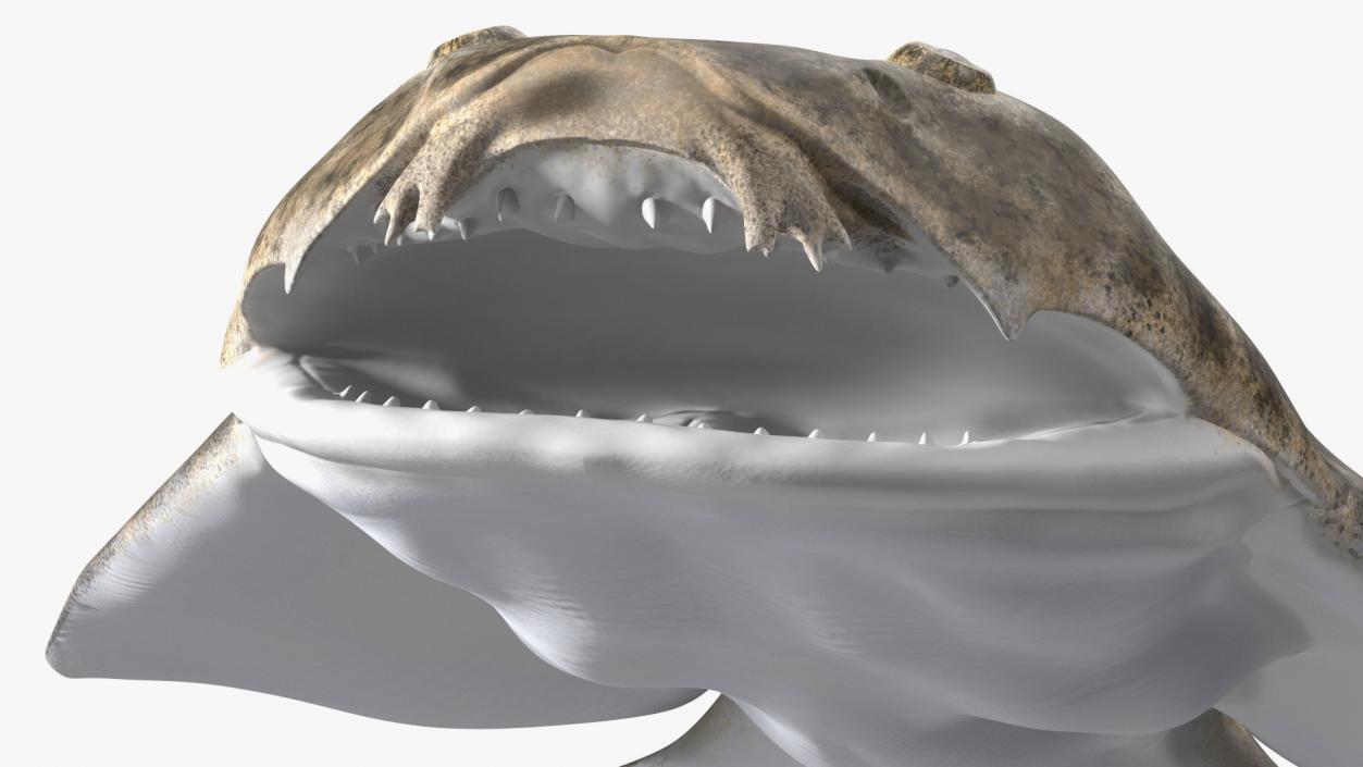 Angel Shark Rigged for Maya 3D