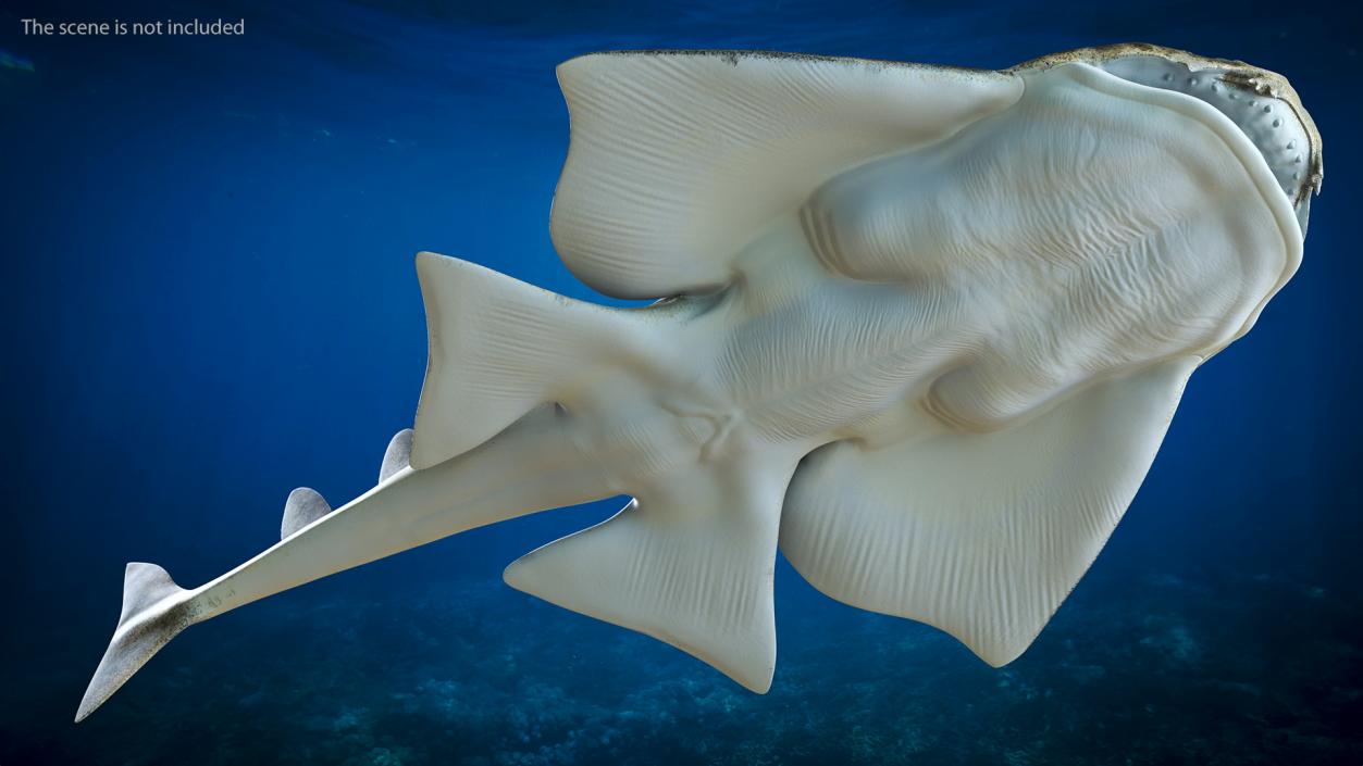 Angel Shark Rigged for Maya 3D