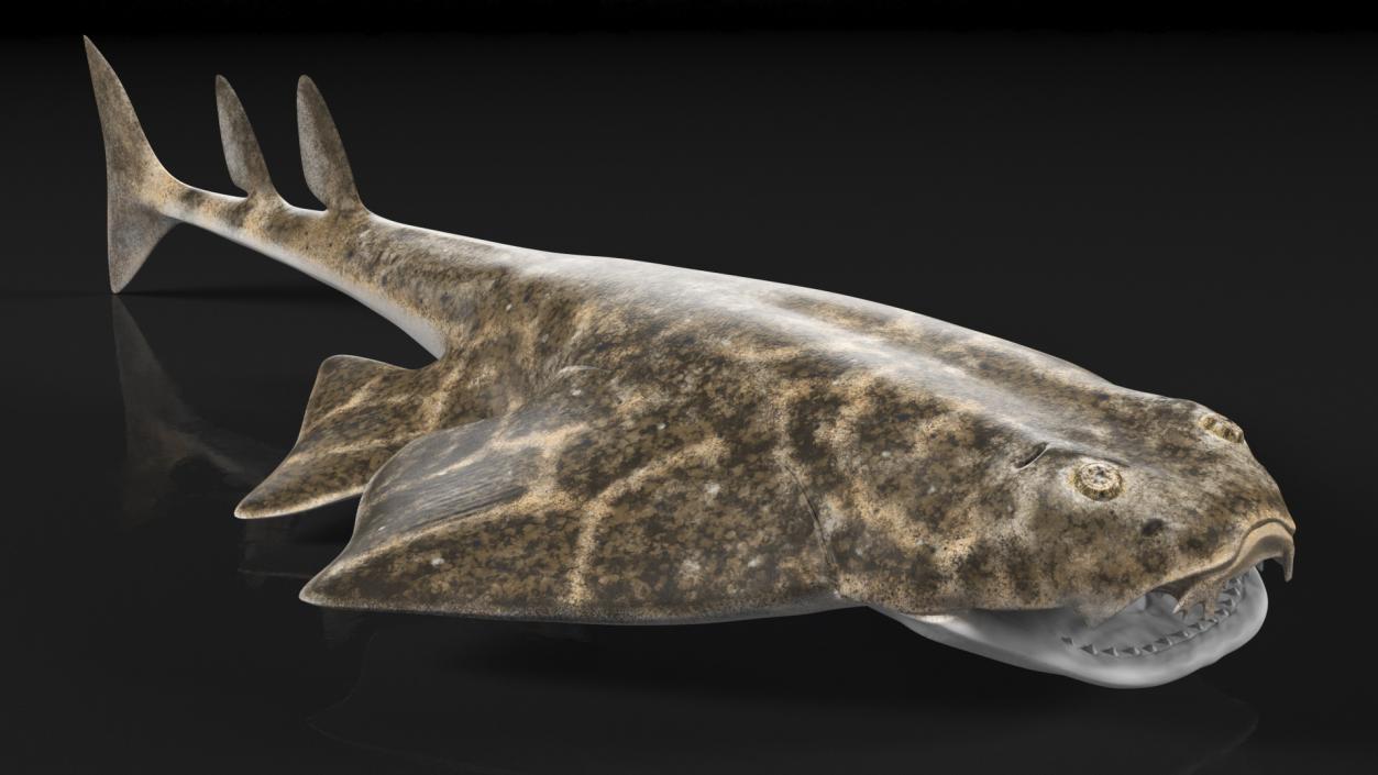 Angel Shark Rigged for Maya 3D