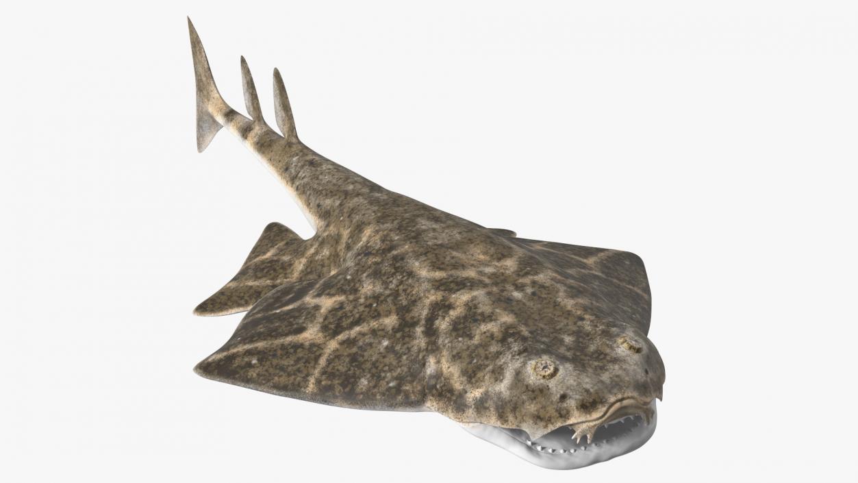 Angel Shark Rigged for Maya 3D