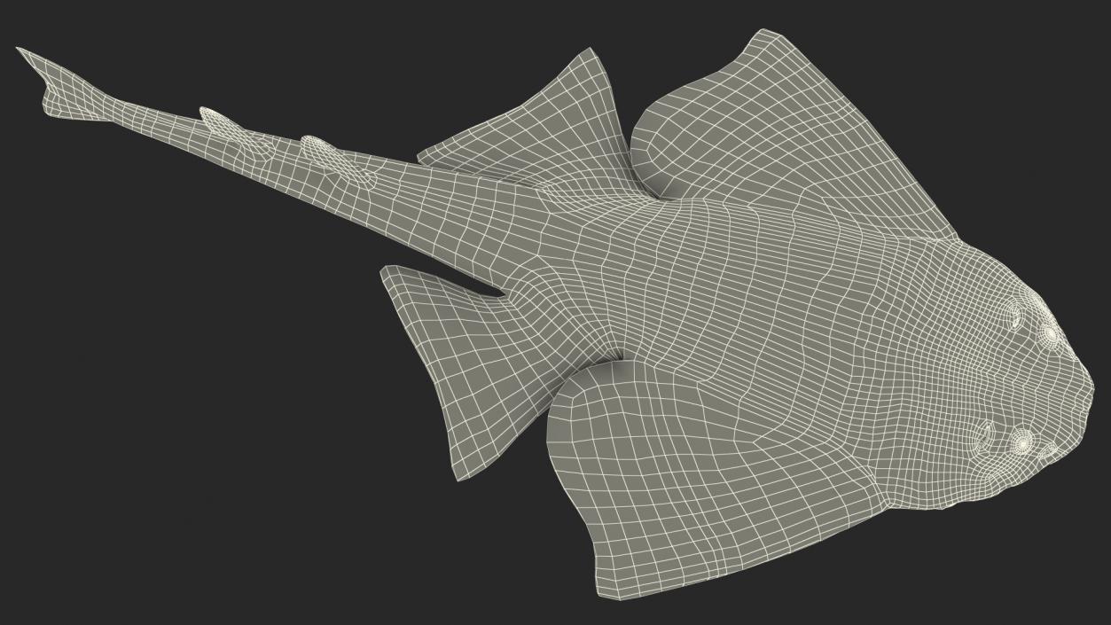 Angel Shark Rigged for Maya 3D