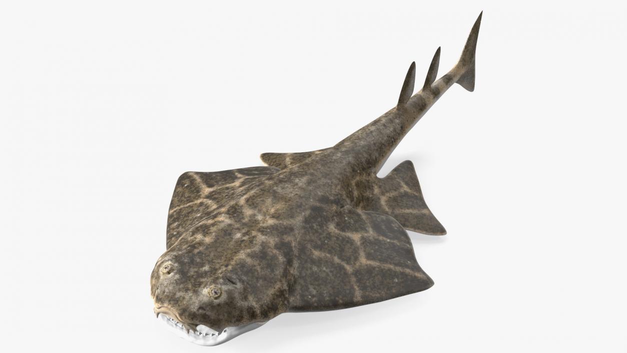 Angel Shark Rigged for Maya 3D