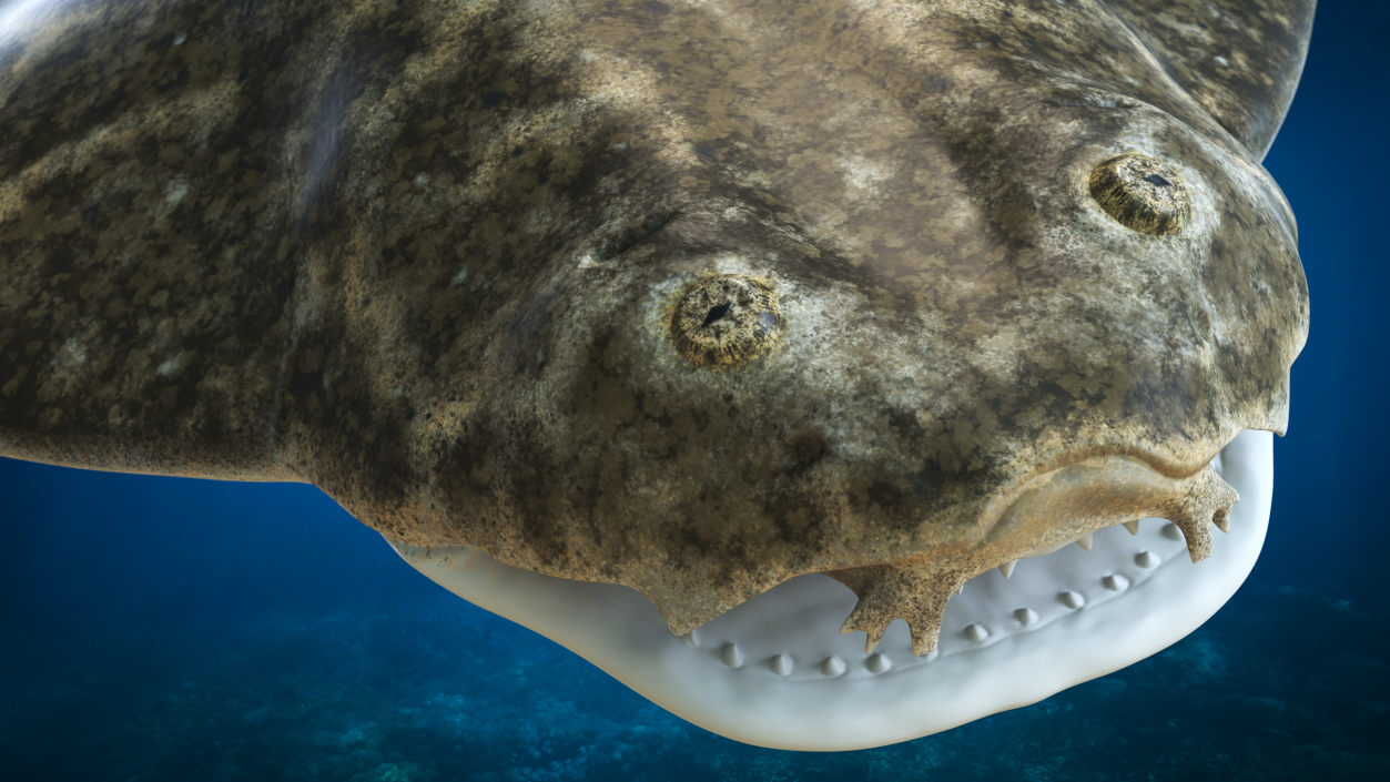 Angel Shark Rigged for Maya 3D