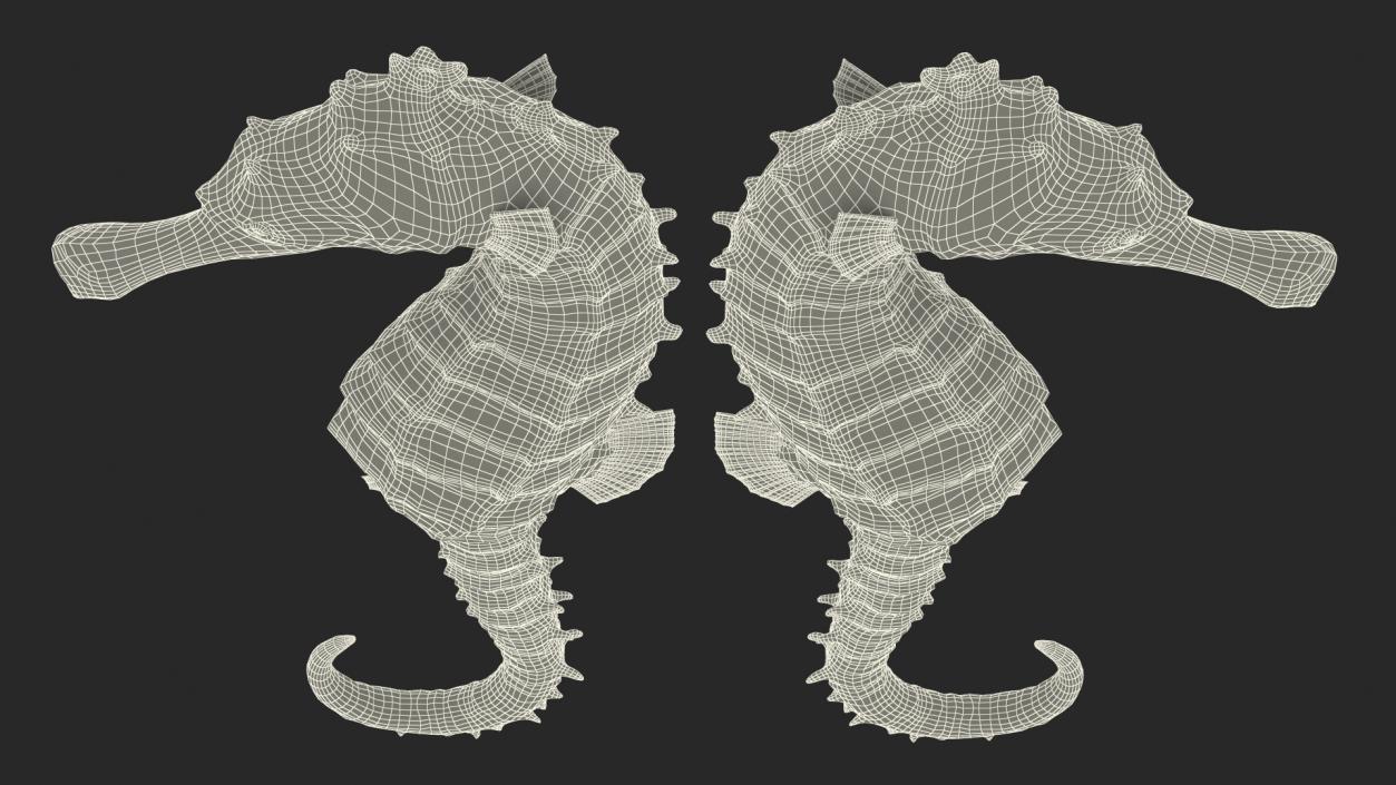 Slender Seahorse Hippocampus Reidi 3D model