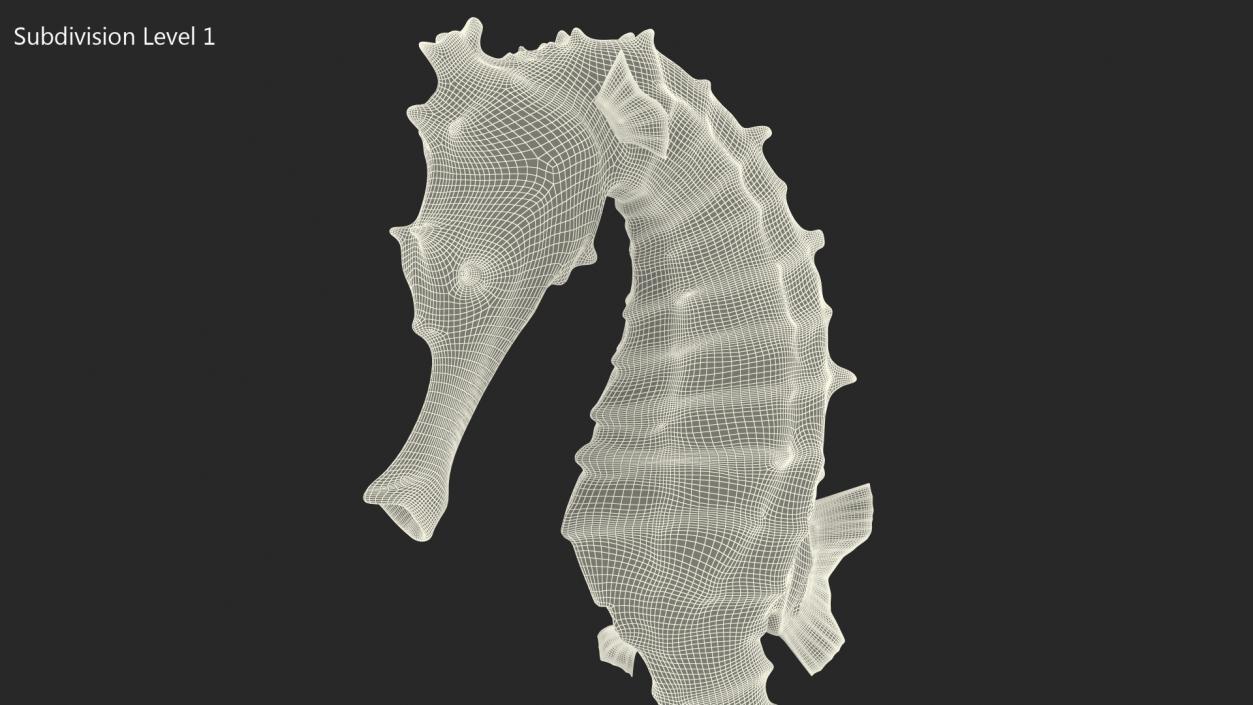 Slender Seahorse Hippocampus Reidi 3D model