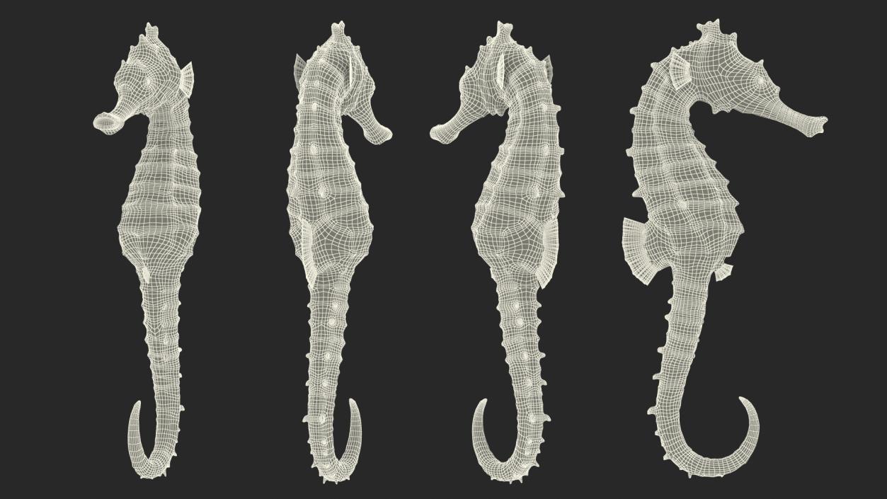 Slender Seahorse Hippocampus Reidi 3D model