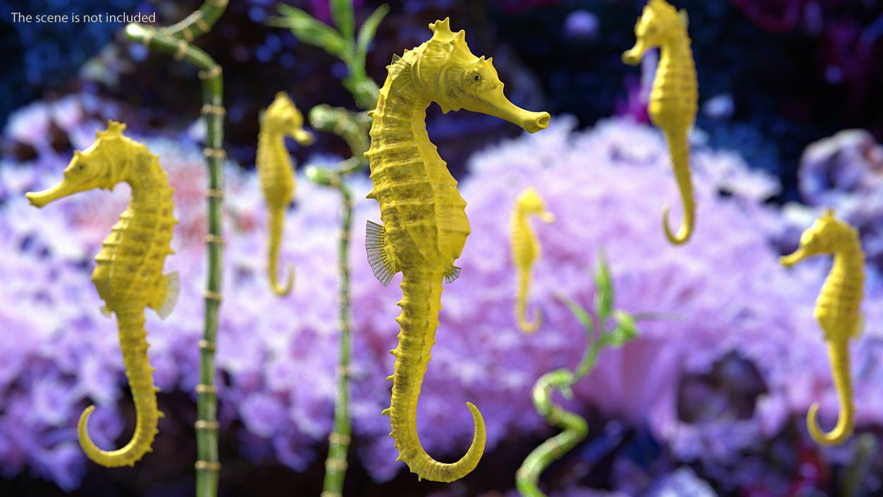 Slender Seahorse Hippocampus Reidi 3D model