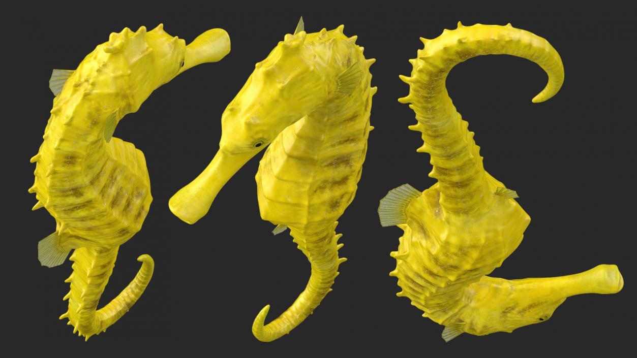 Slender Seahorse Hippocampus Reidi 3D model