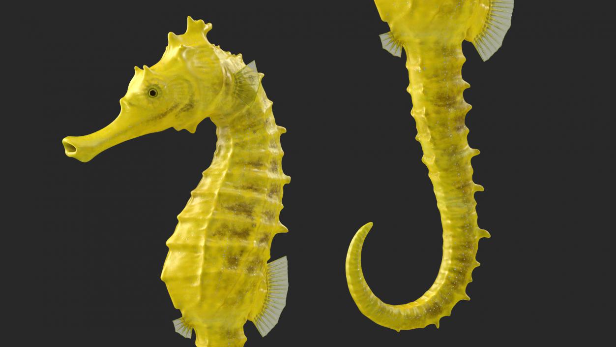 Slender Seahorse Hippocampus Reidi 3D model