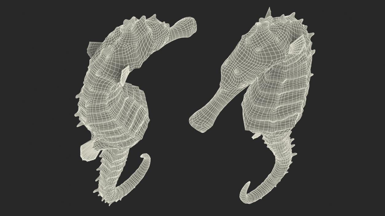 Slender Seahorse Hippocampus Reidi 3D model