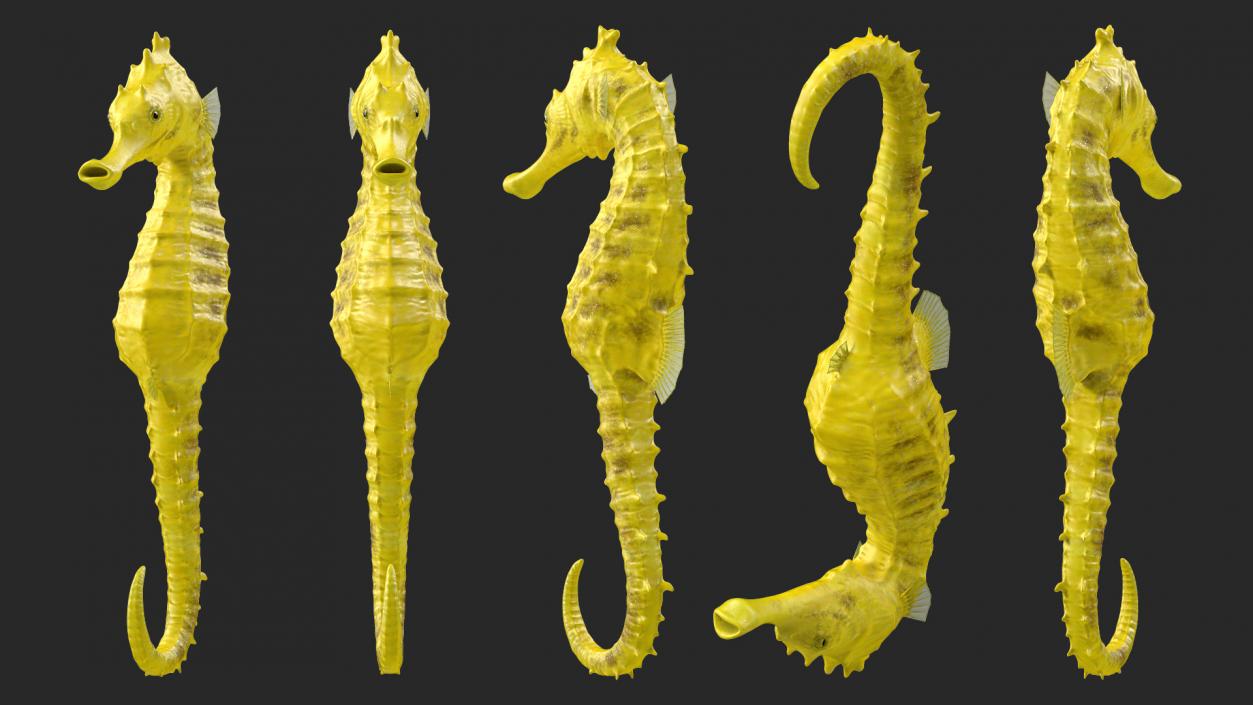 Slender Seahorse Hippocampus Reidi 3D model