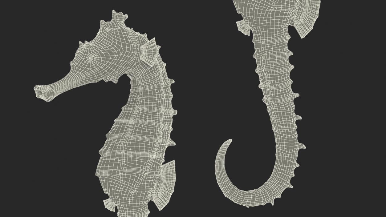 Slender Seahorse Hippocampus Reidi 3D model