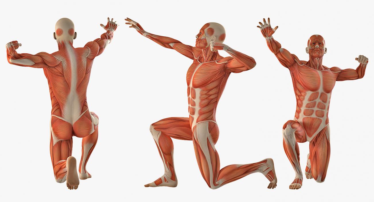 3D model Male Muscular System in Bodybuilder Pose