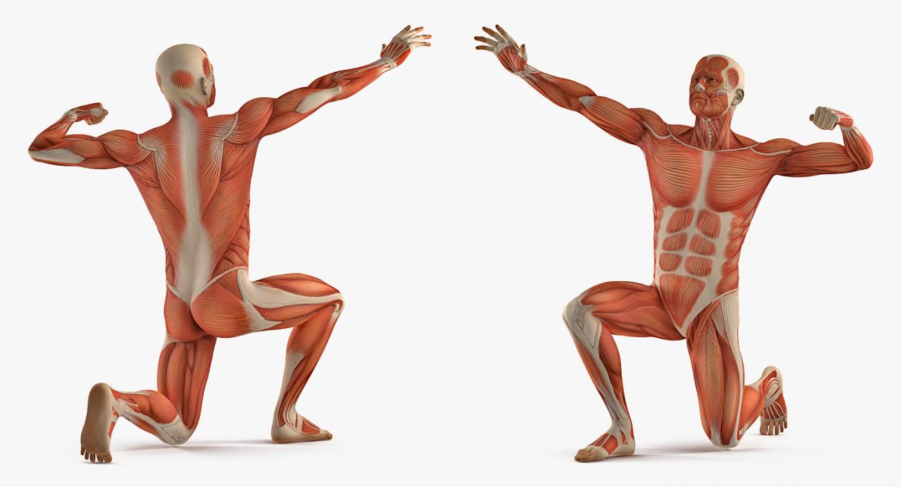 3D model Male Muscular System in Bodybuilder Pose