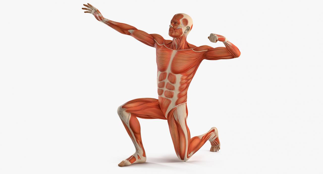 3D model Male Muscular System in Bodybuilder Pose