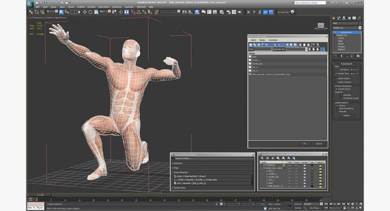 3D model Male Muscular System in Bodybuilder Pose