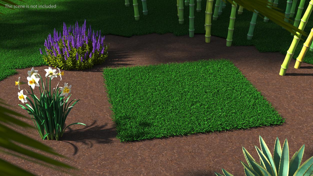 3D Seashore Paspalum Grass model