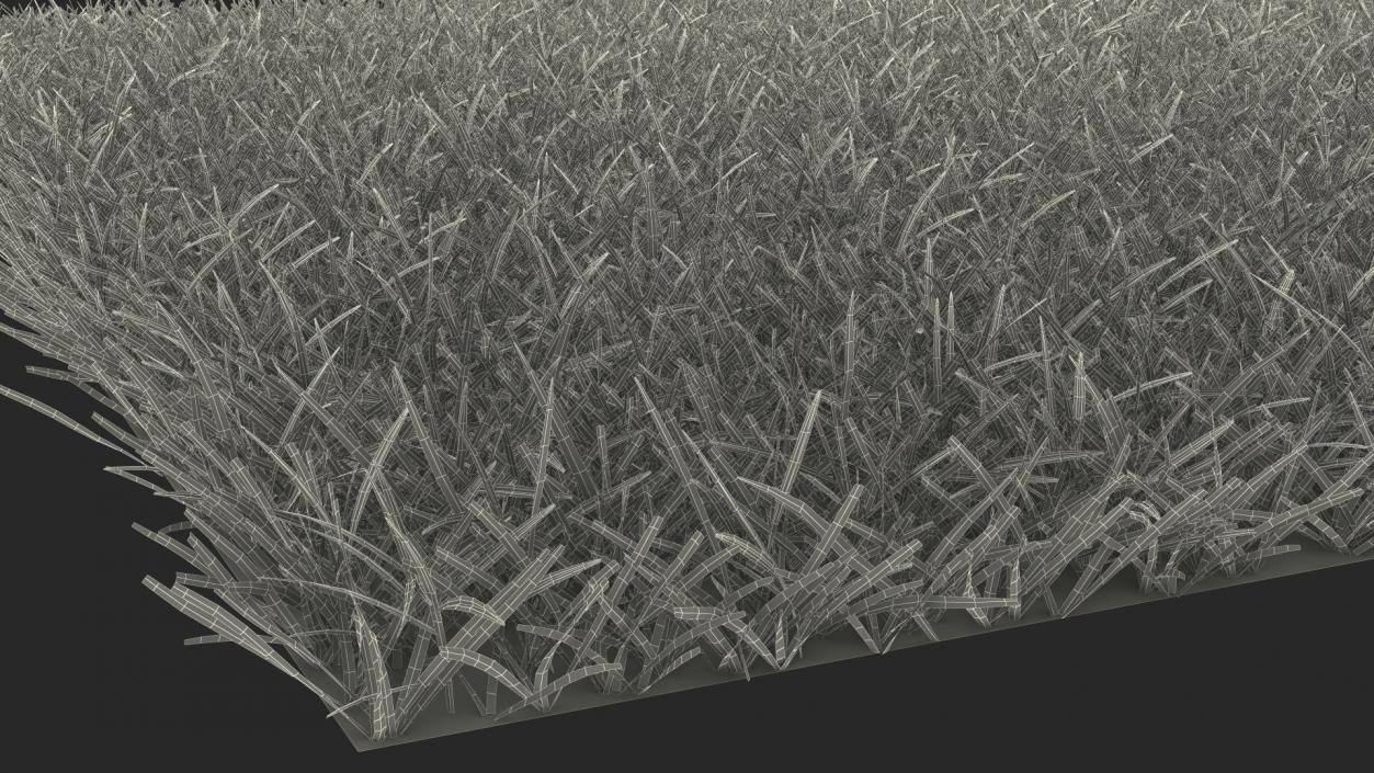 3D Seashore Paspalum Grass model