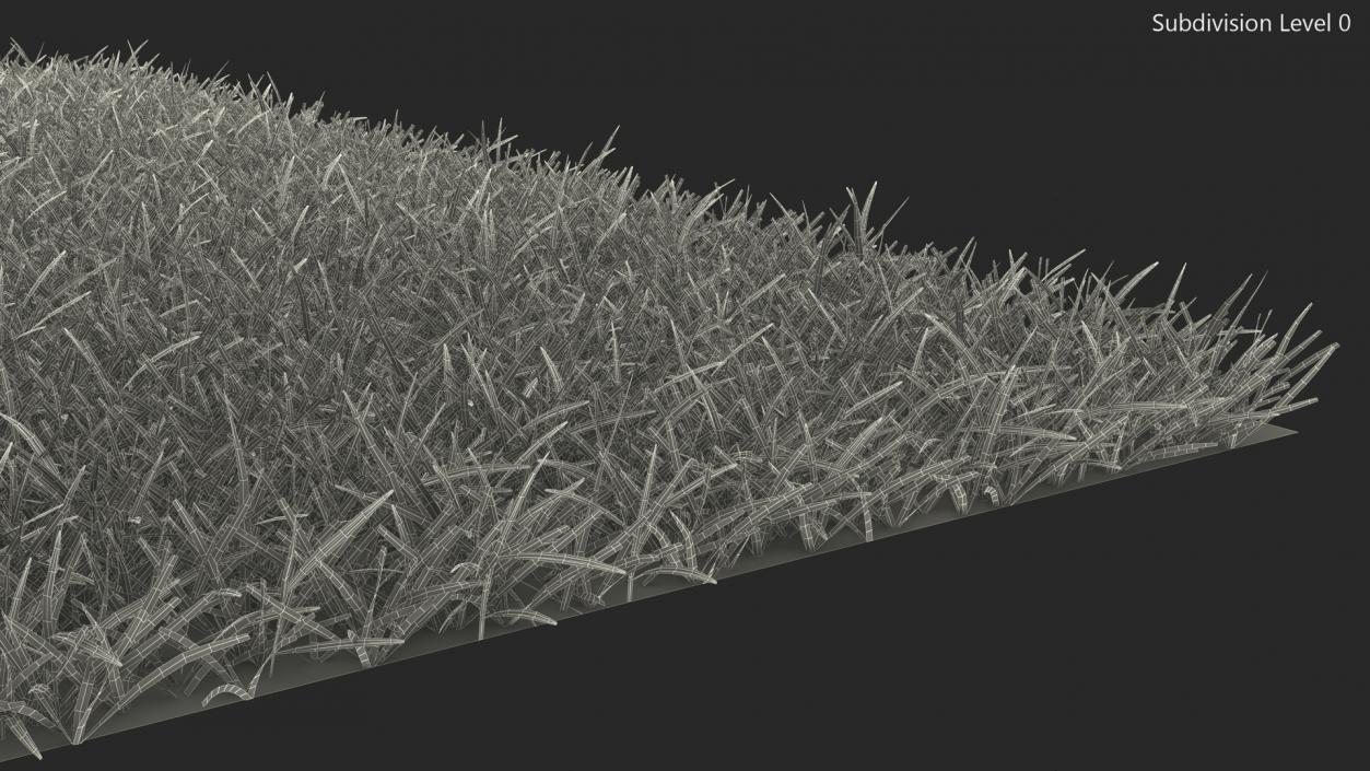 3D Seashore Paspalum Grass model